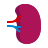 kidney